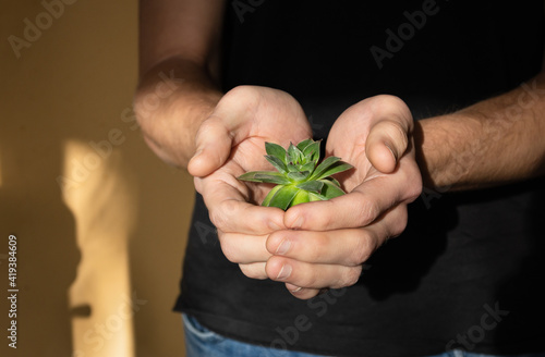 young plant in the hands with selective focus in the hands with bokeh effect