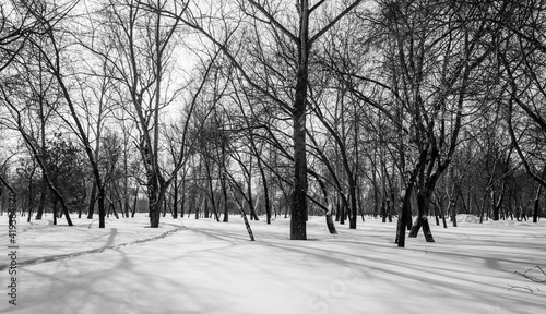 Winter forest landscape, monochrome photo.