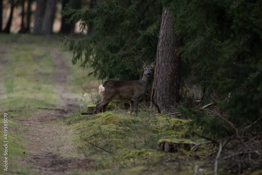 Naklejka premium Deer In Forest / Reh im Wald
