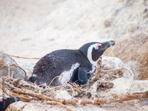 Penguin nesting eggs on Bolder beach 