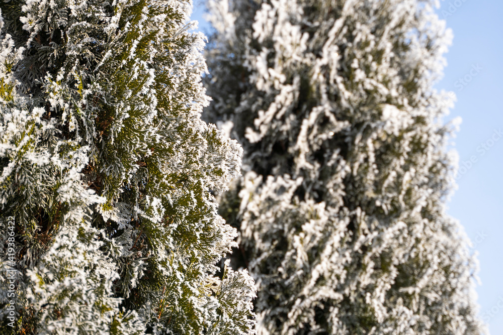 Green leaves of Thuja trees covered with frost with soft sunlight. Thuja twig with snow. Evergreen coniferous tree. A branch of a juniper tree in the snow. Winter background. Green leaves of Thuja trees covered with frost with soft sunlight. Thuja twig with snow. Evergreen coniferous tree. A branch of a juniper tree in the snow. Winter background.