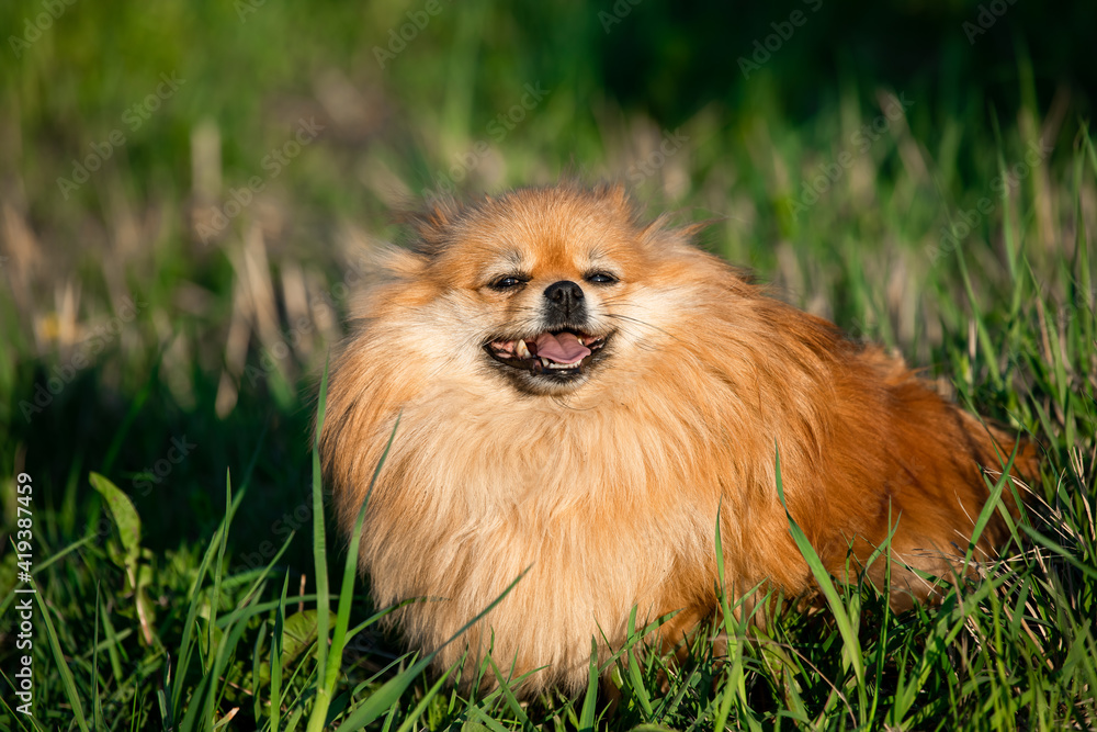 cute red pomeranian on the background of green grass, outdoors. Sunny day, the dog smiles