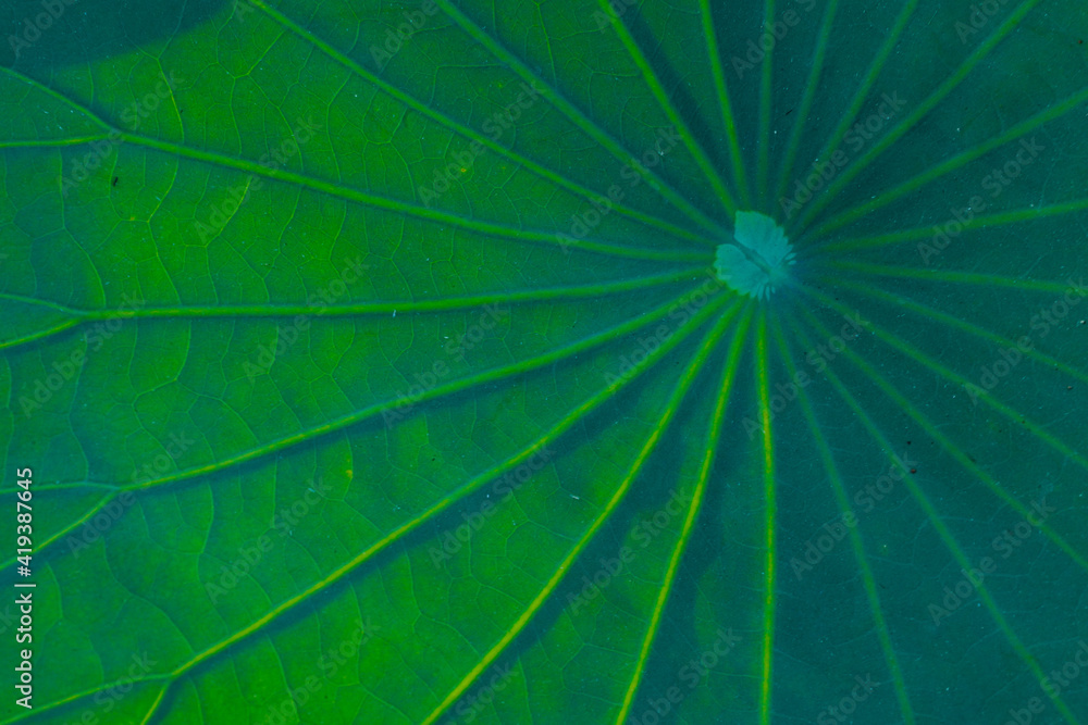 Water Lily leaf on river side Water Lily leaf on river side