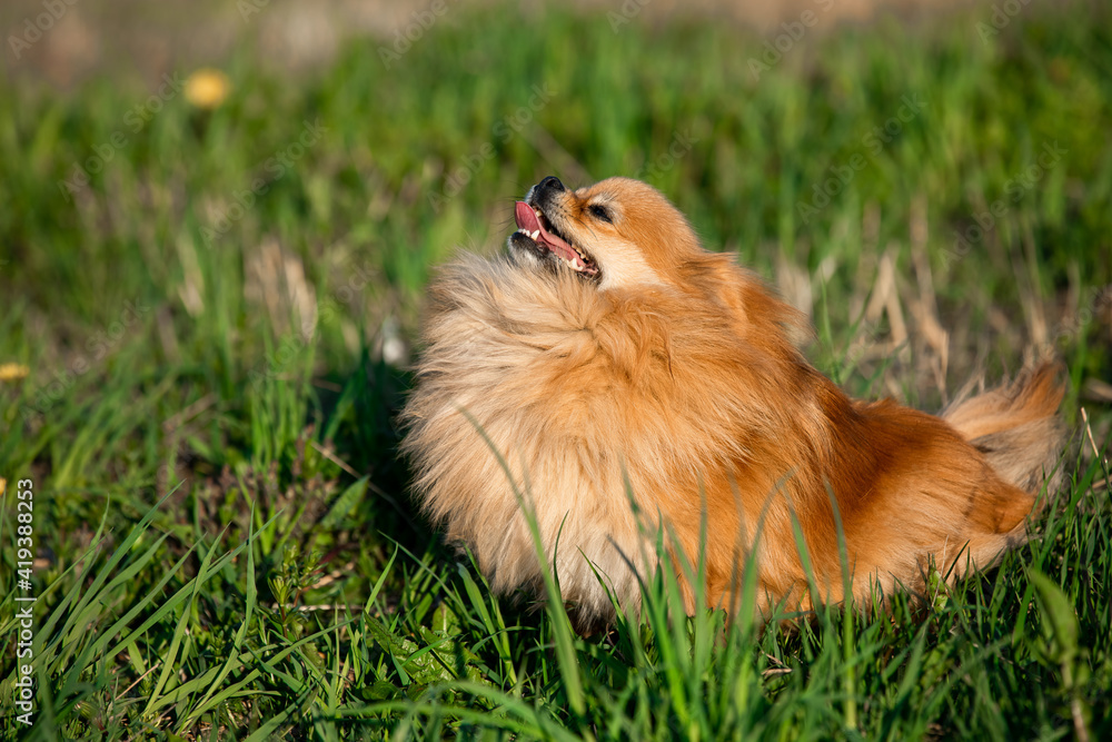 nice red Pomeranian spitz dog on the green grass