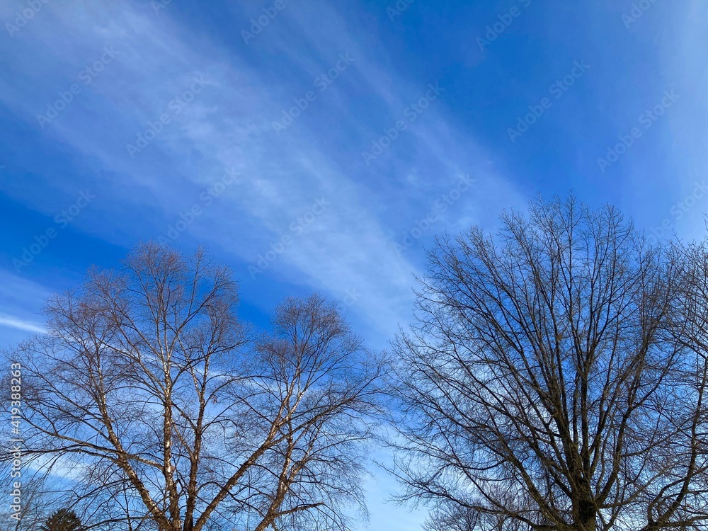 trees in winter with blue sky trees in winter with blue sky