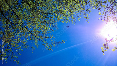 blue sky  the tree and a plane