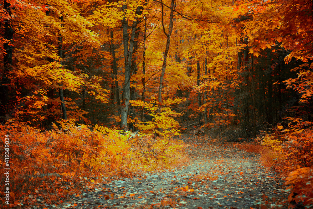 Naklejka premium Golden colours of Muskoka, Ontario, Canada; a road trip to Ontario's one of the best cottage sides. Vibrant warm Fall colours juxtaposing a rainy cool day.