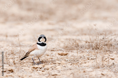 Temminck's Strandleeuwerik, Temminck's Lark, Eremophila bilopha photo