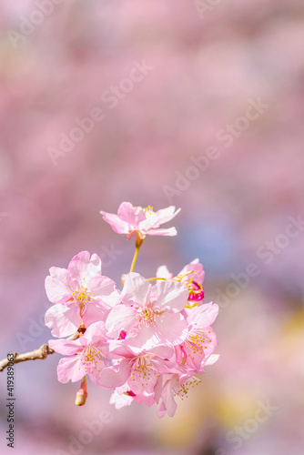 【初春・早咲き桜】河津桜