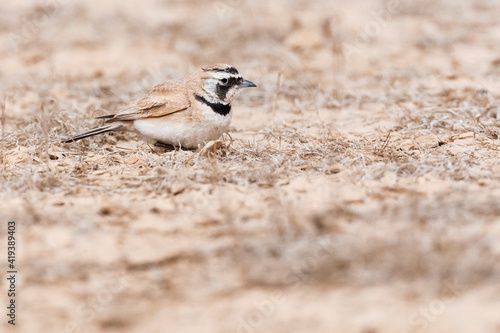 Temminck's Strandleeuwerik, Temminck's Lark, Eremophila bilopha