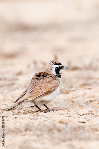 Temminck's Strandleeuwerik, Temminck's Lark, Eremophila bilopha photo