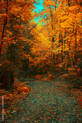 Fototapeta Naklejka Na Ścianę i Meble -  Golden colours of Muskoka, Ontario, Canada; a road trip to Ontario's one of the best cottage sides. Vibrant warm Fall colours juxtaposing a rainy cool day. 