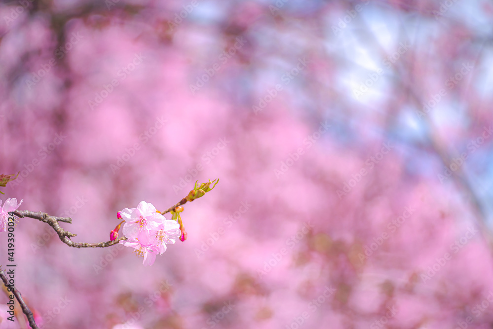 【初春・早咲き桜】河津桜 【初春・早咲き桜】河津桜