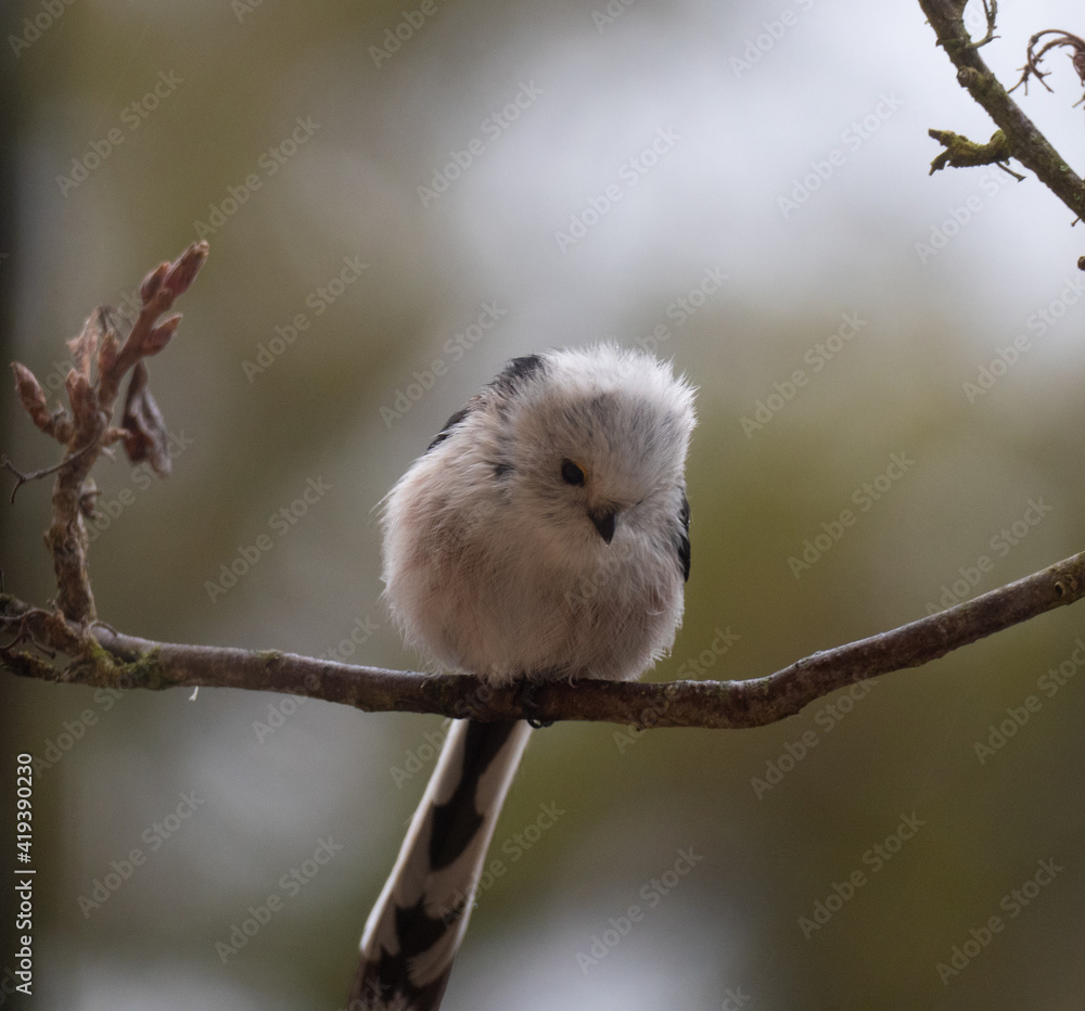 Fototapeta premium long-taled tit