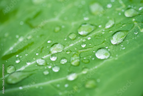 Green leaves and drops of water are used for natural background. © zhikun sun