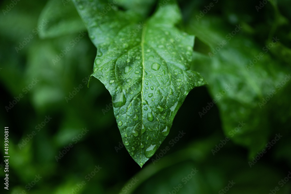Green leaves and drops of water are used for natural background. Green leaves and drops of water are used for natural background.