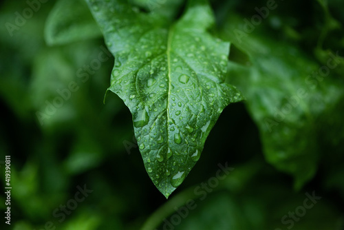 Green leaves and drops of water are used for natural background.