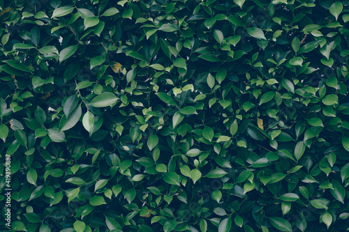 The vintage style of beautiful dark green leaves pattern background, Natural backdrop and wallpaper from the garden