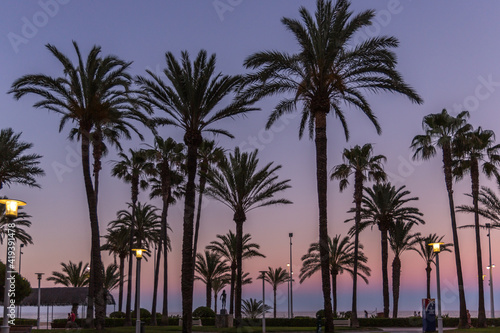 palm trees at sunset near the beach © Hans Hansen