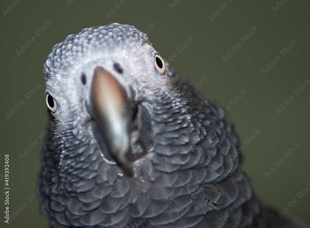 Fototapeta premium up-close with an African grey parrot