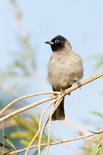 Arabische Buulbuul, White-spectacled Bulbul, Pycnonotus xanthopy photo