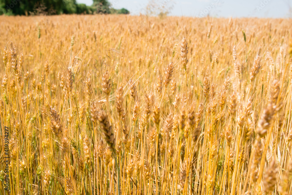 Fototapeta premium golden wheat field in summer