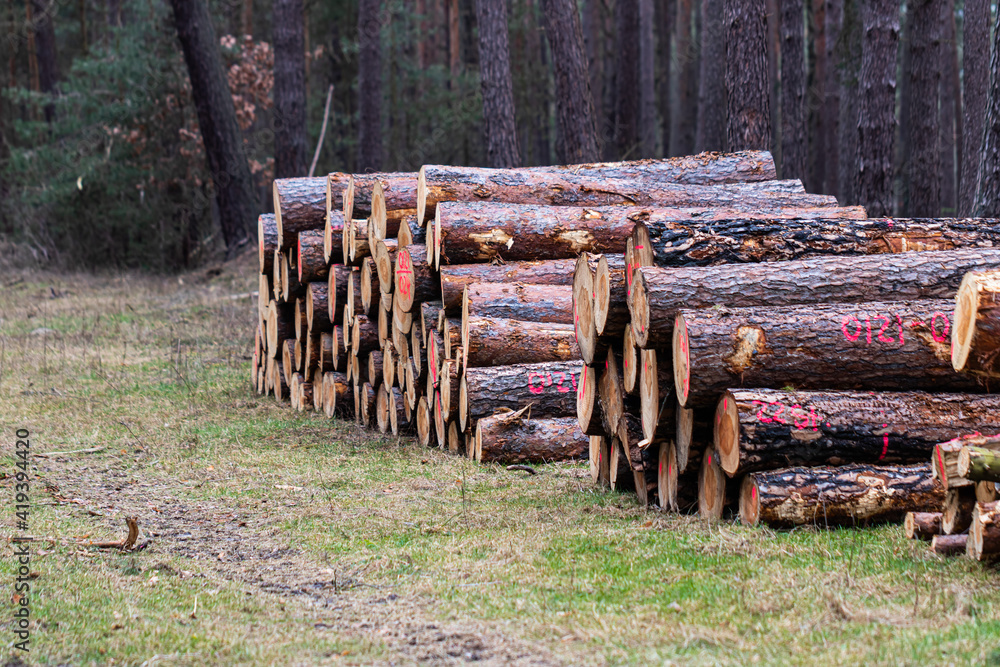 Im Wald liegen gesägte Holzstämme gestapelt und zum Verkauf bereit Im Wald liegen gesägte Holzstämme gestapelt und zum Verkauf bereit