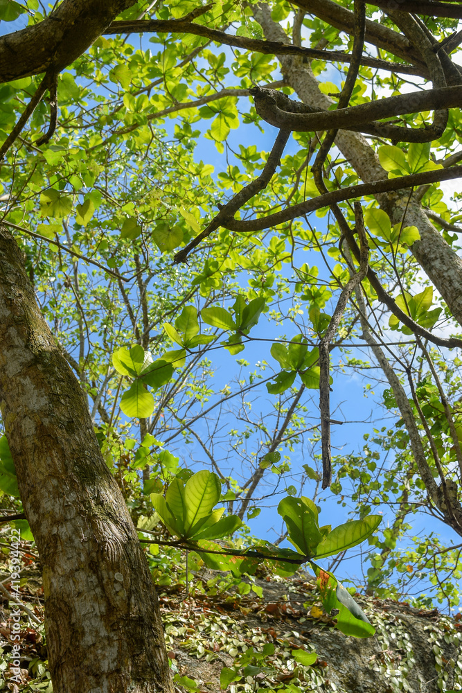 Fototapeta premium green leaves in the forest