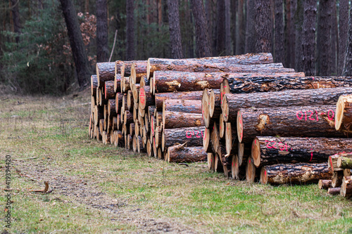 Im Wald liegen gesägte Holzstämme gestapelt und zum Verkauf bereit