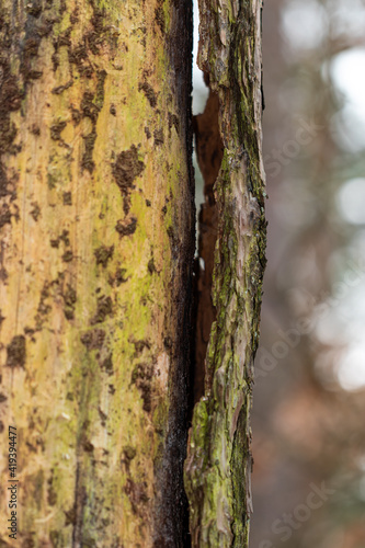Baumrinde löst sich von einem kranken Baum im Wald.