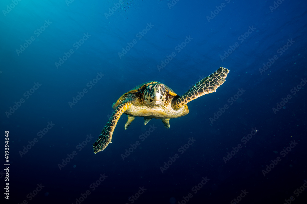Obraz premium Sea turtle