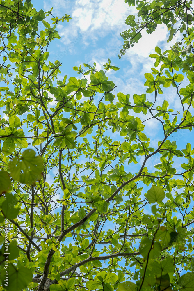 Obraz premium green leaves against blue sky