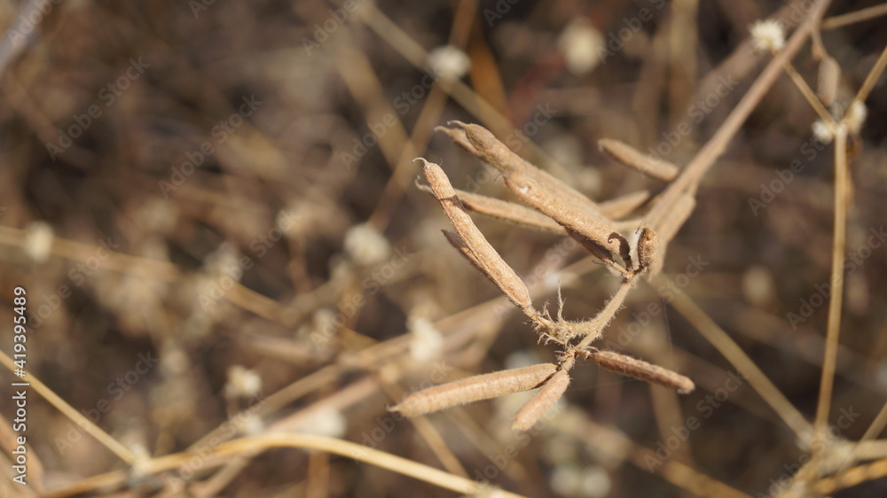 Wheat crop extreme closeup of the grain Wheat crop extreme closeup of the grain