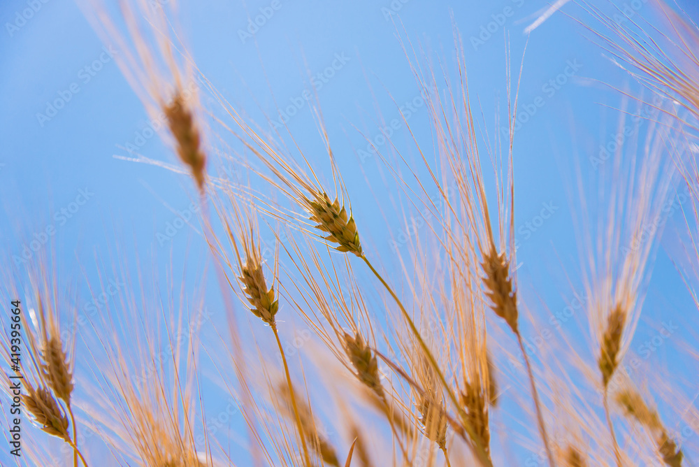 ears of wheat against blue sky