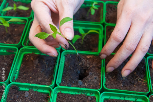 transplanting a seedling plant into a pot.