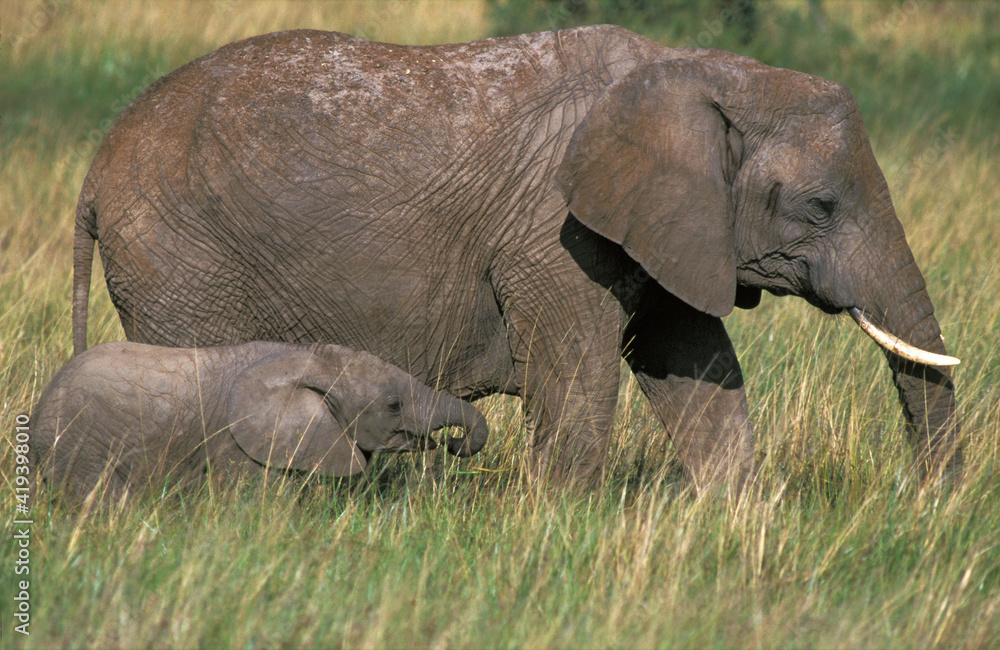 African Elephant, Afrikaanse olifant, Loxodonta africana