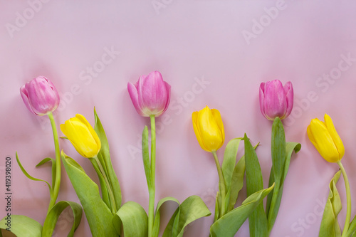 Yellow and pink Fresh Spring Tulips Flowers on pink background. Concept Woman s day. Card for Mother s Day or Valentine s day on pink background. Top view  flat lay greetings card.