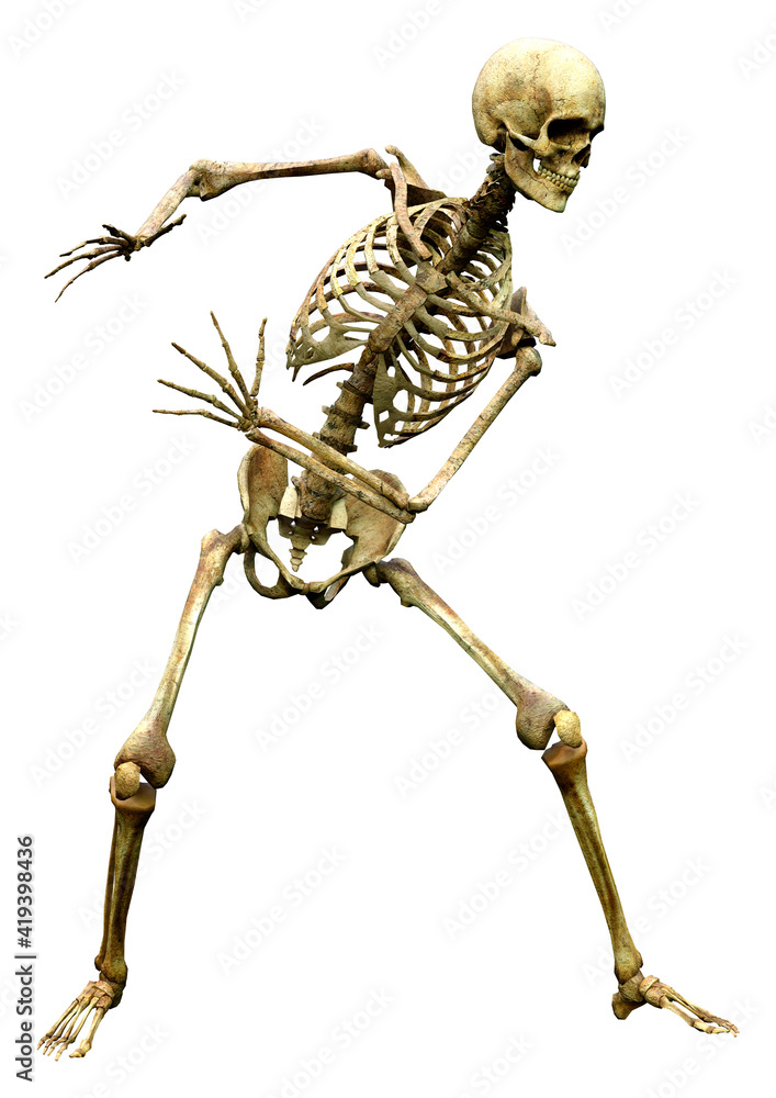 3D Rendering Human Skeleton on White 3D Rendering Human Skeleton on White