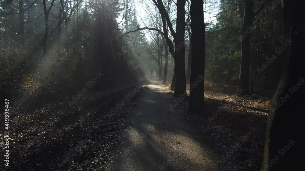 Bike path through foggy forest with sunbeams in the Netherlands Bike path through foggy forest with sunbeams in the Netherlands