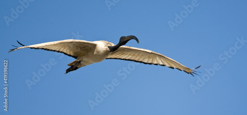 Helige Ibis  African Sacred Ibis  Threskiornis aethiopicus