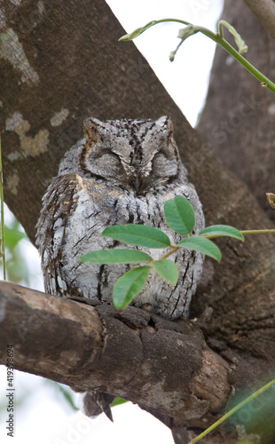 Afrikaanse Dwergooruil, African Scops-Owl, Otus senegalensis photo