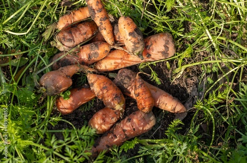 Heap of Harvested Carrot with Leaves on Ground in Agricultural Field