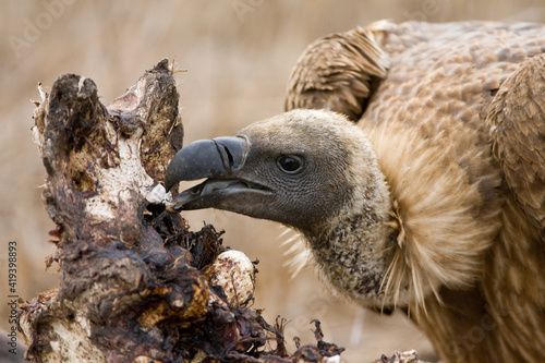 Witruggier, African White-backed Vulture, Gyps africanus