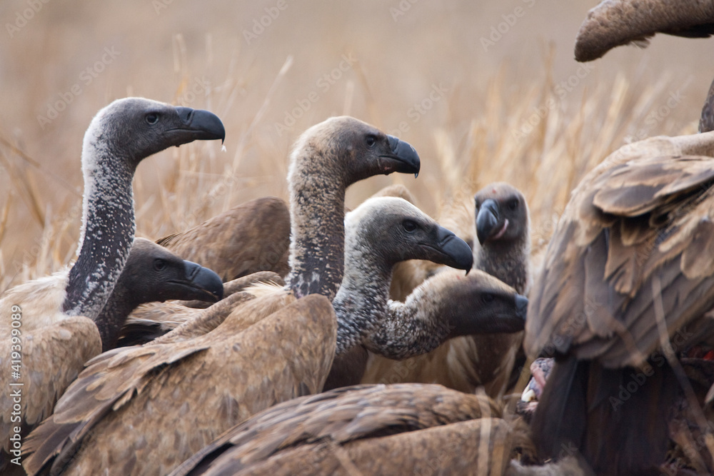 Witruggier, African White-backed Vulture, Gyps africanus Witruggier, African White-backed Vulture, Gyps africanus
