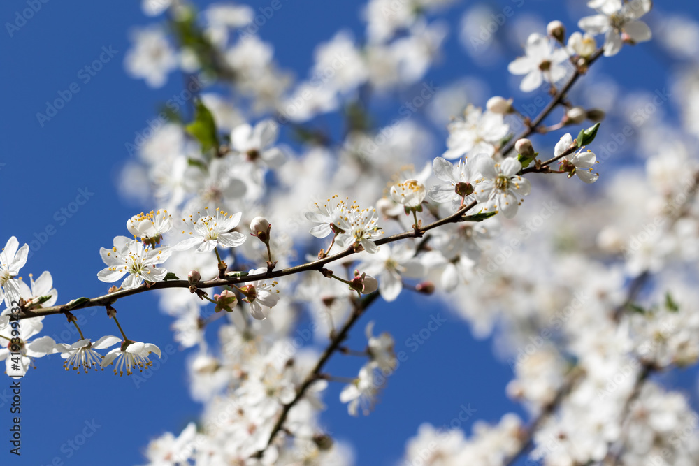 Sunlit blossom branches of fruit tree with small flowers and leaves and blue sky Sunlit blossom branches of fruit tree with small flowers and leaves and blue sky