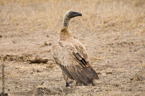 Witruggier  African White-backed Vulture  Gyps africanus