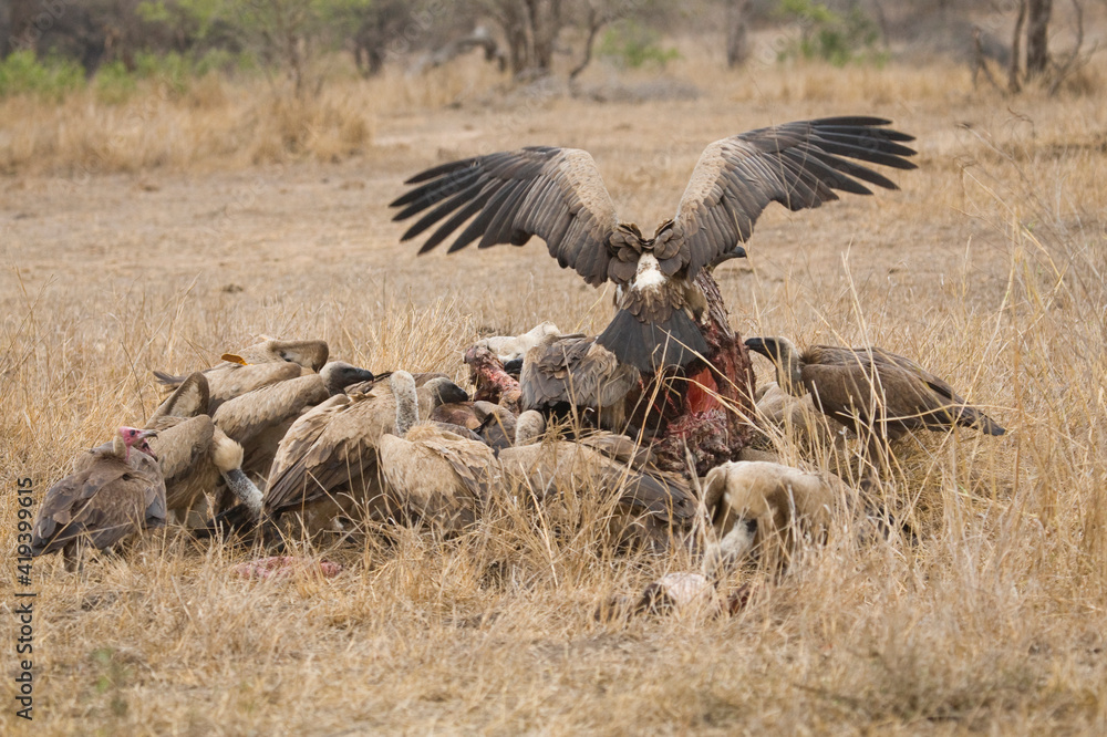 Witruggier, African White-backed Vulture, Gyps africanus