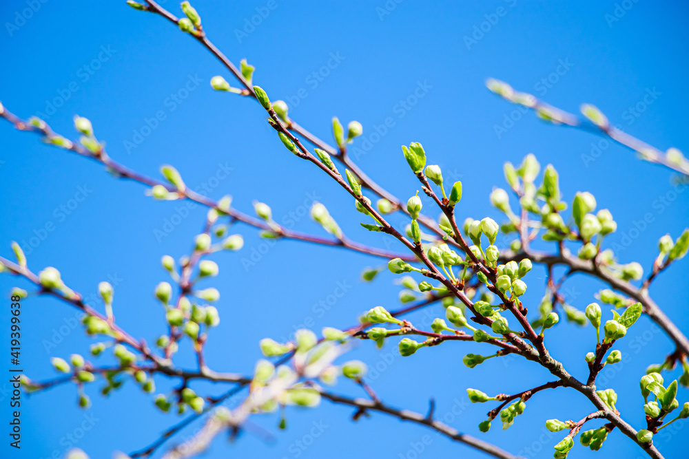 First buds on trees in the early spring on a blue sky background. Fresh green foliage close up. First buds on trees in the early spring on a blue sky background. Fresh green foliage close up.