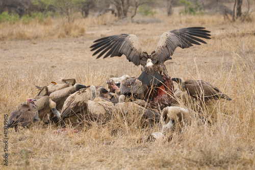 Obraz na płótnie Witruggier, African White-backed Vulture, Gyps africanus w salonie