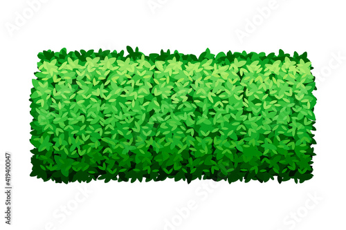 Cut Bush of Rectangular Shape as Perennial Woody Plant with Dense Foliage Cover Vector Illustration